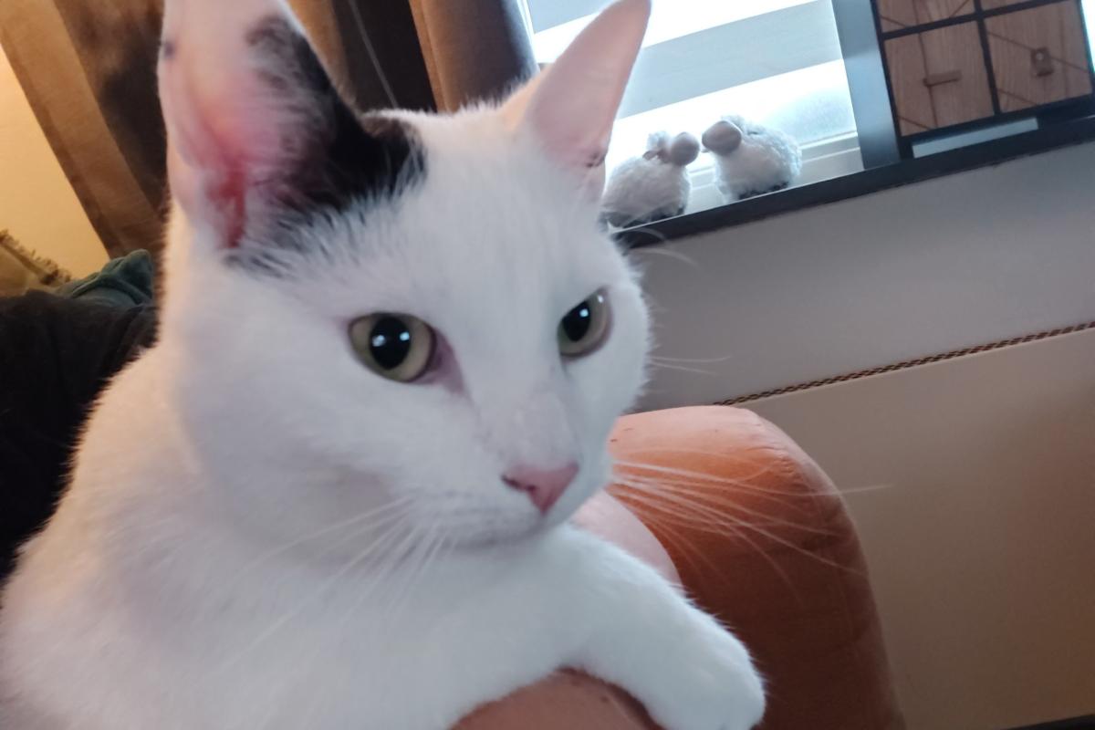 Chester