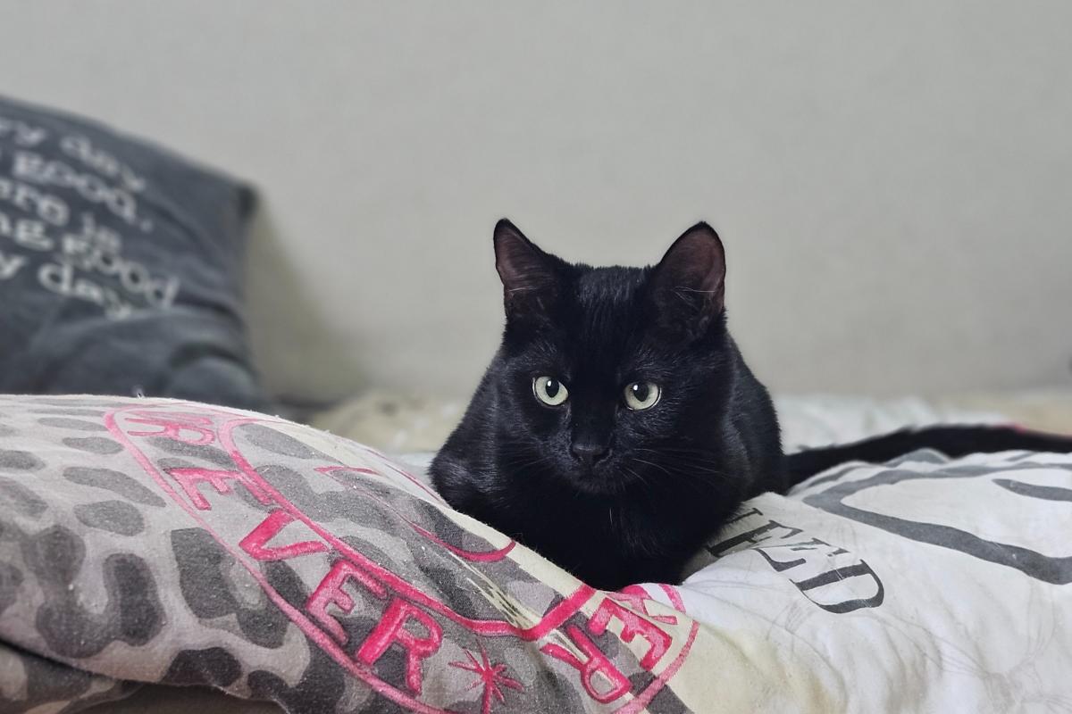 Nori