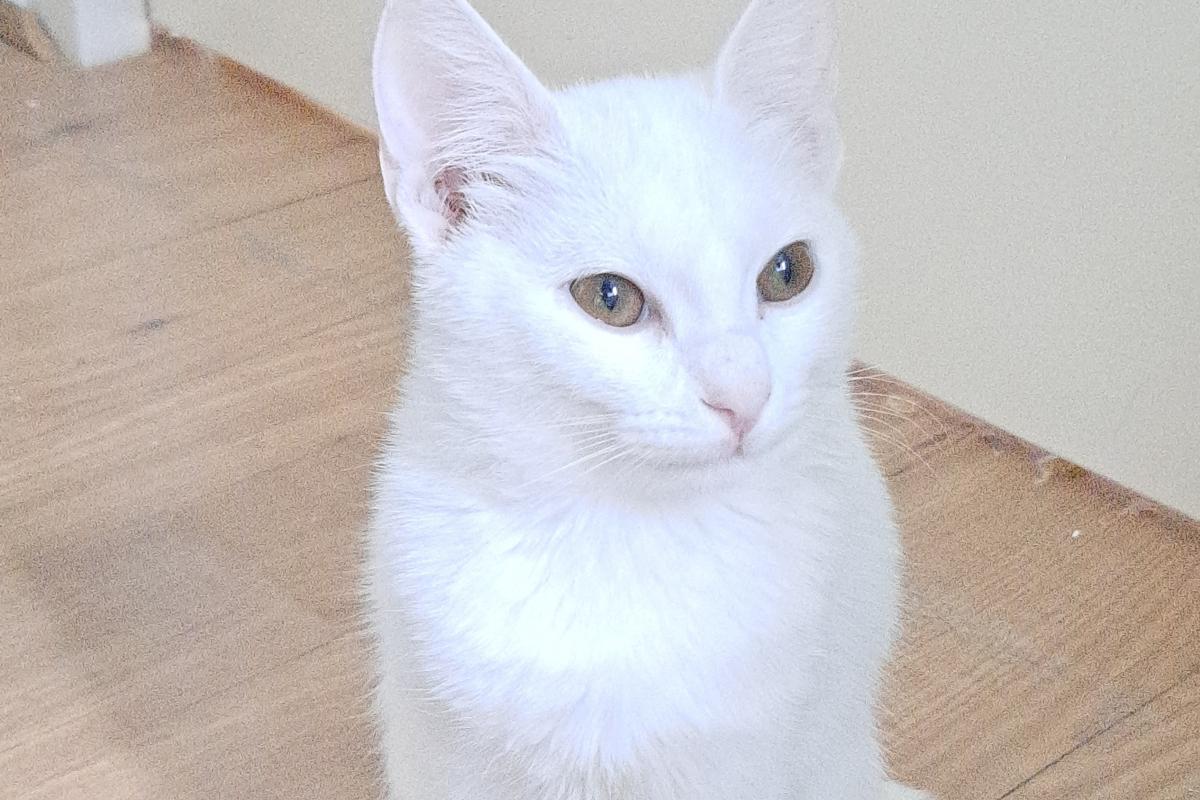 Samantha