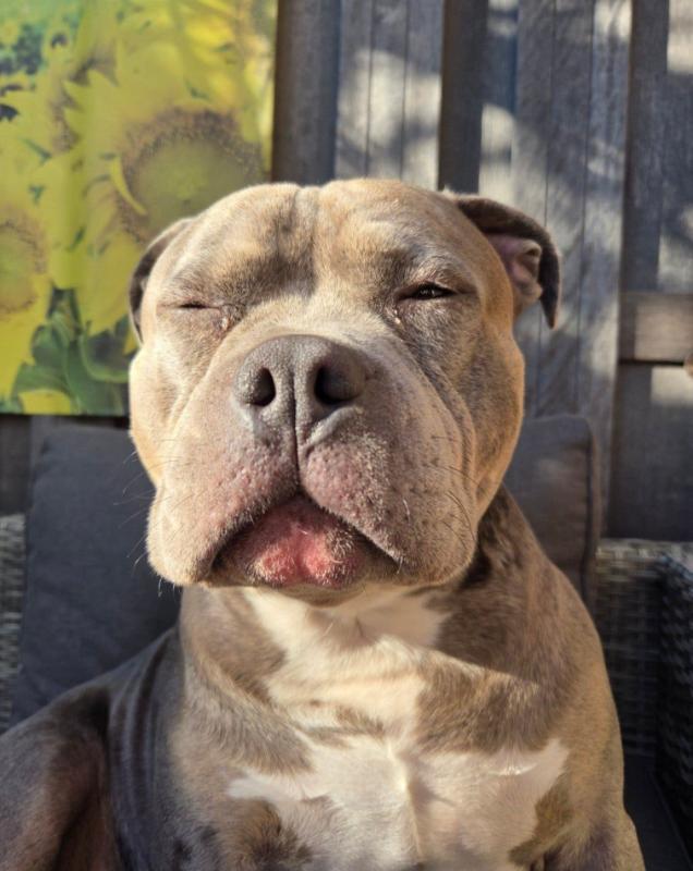 Odin