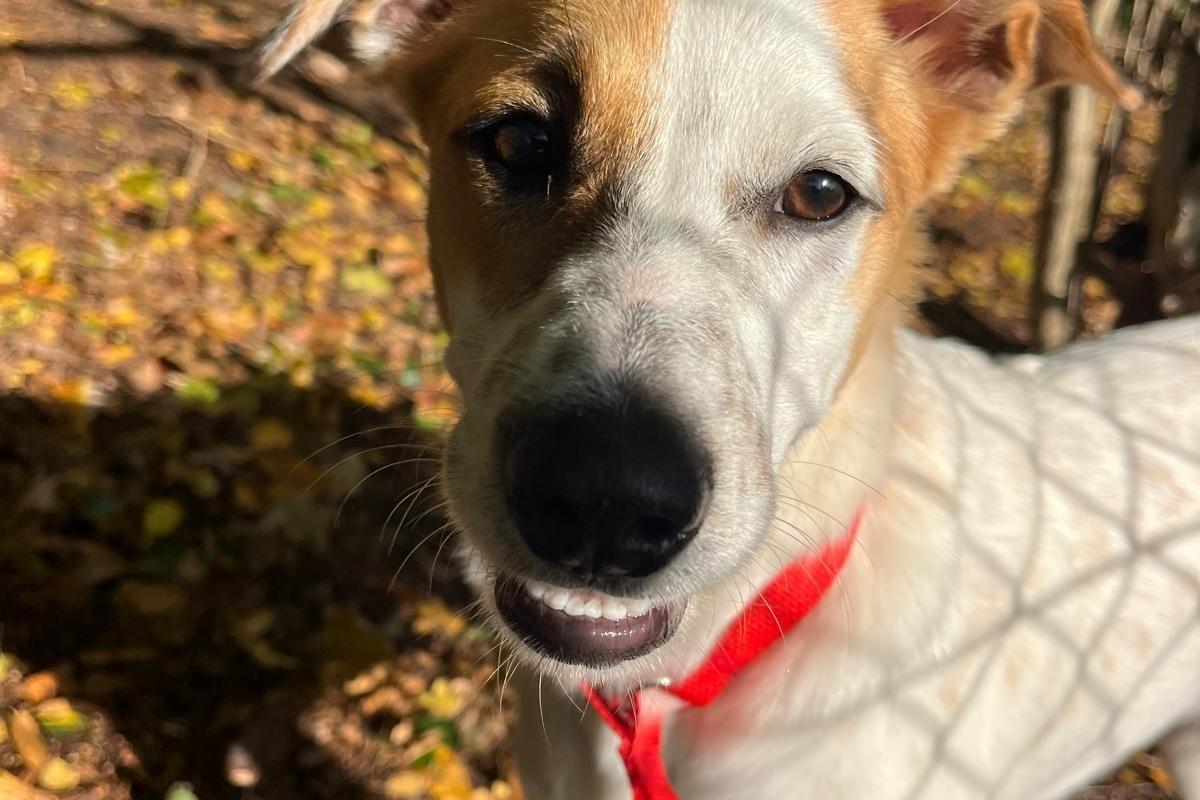 Goofy