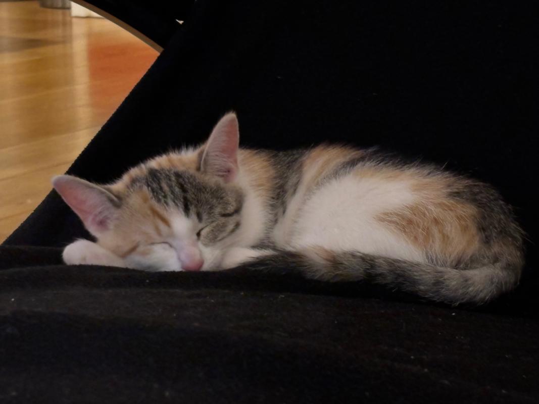 Suzie