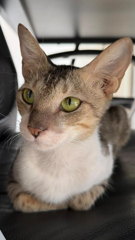 Nova