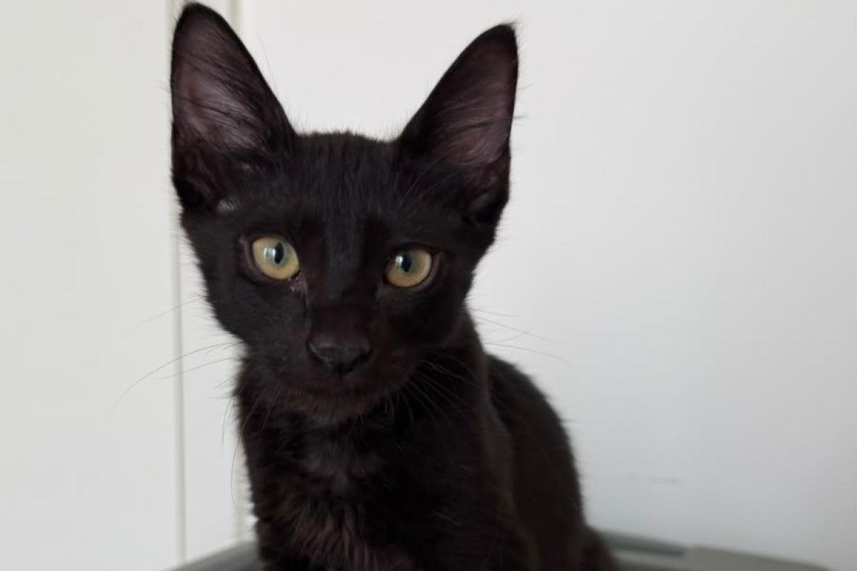 Onyx