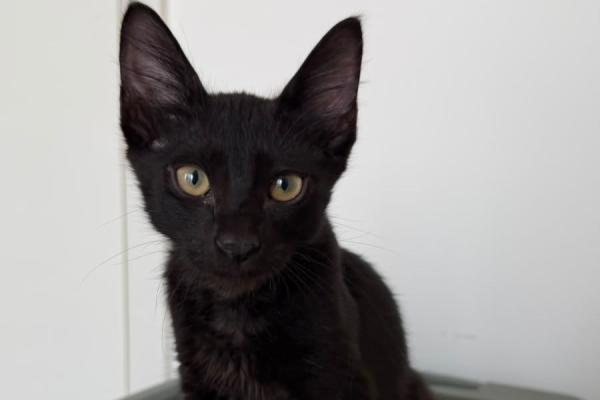 Onyx