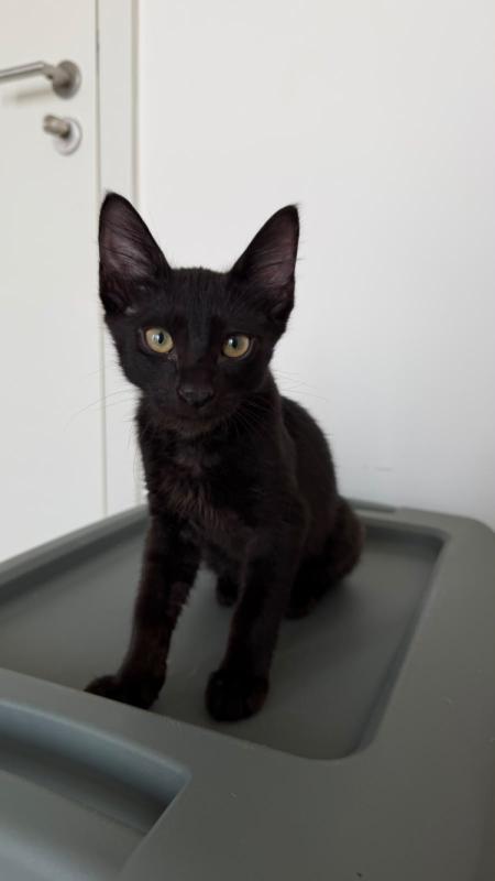Onyx