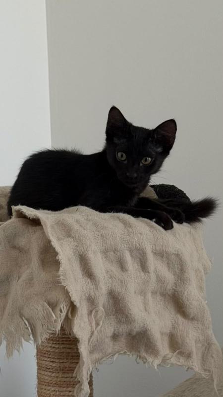 Onyx