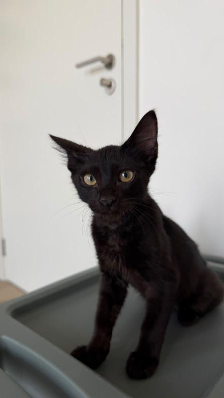Onyx