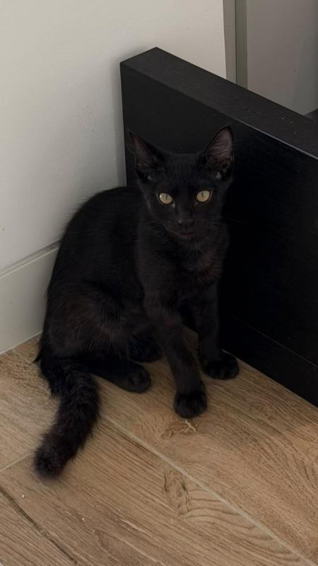 Onyx