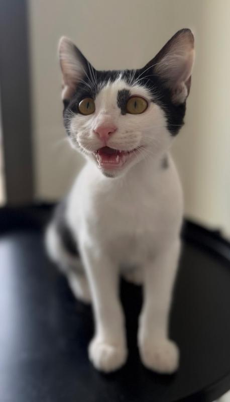 Zeno