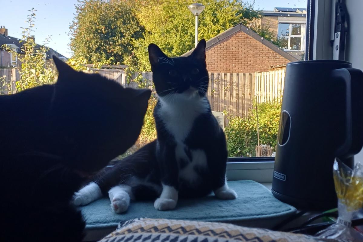 Simba