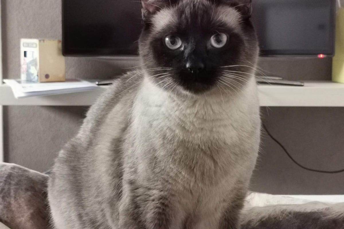 Nelson