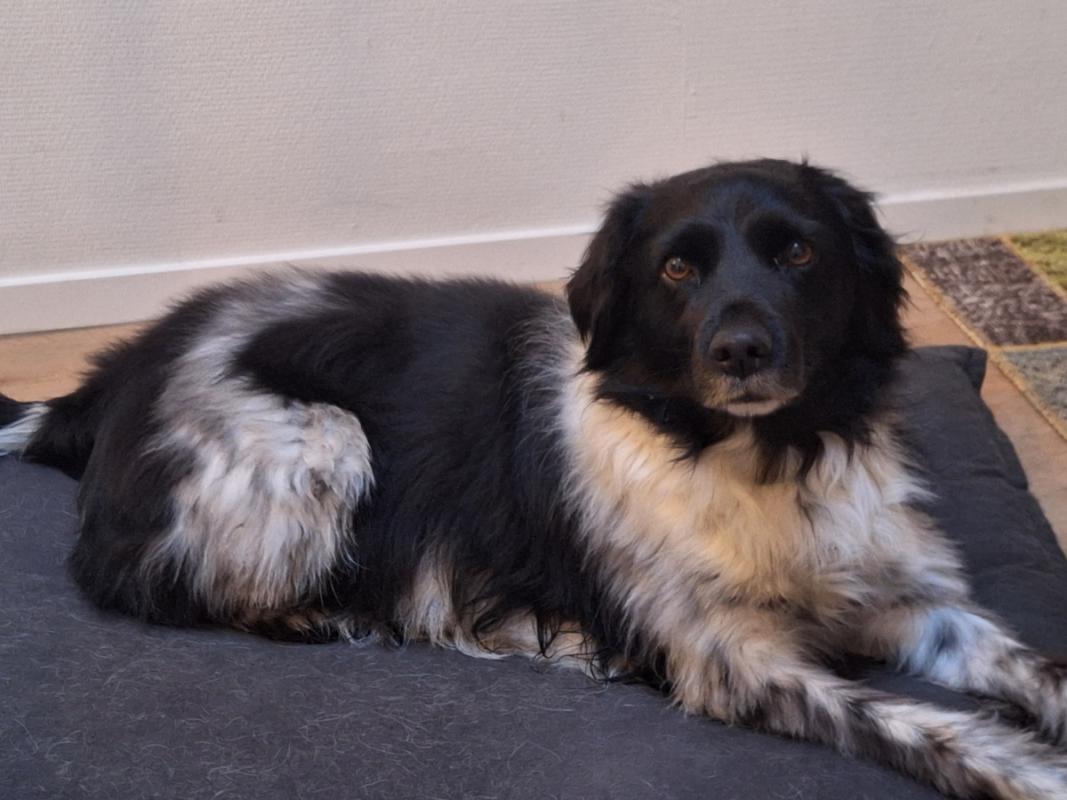 Buddy