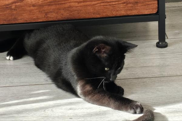 Blacky