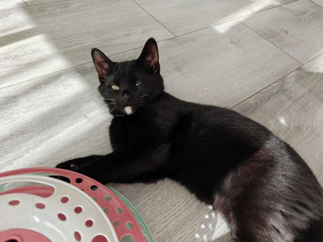 Blacky
