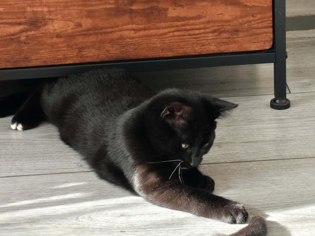 Blacky
