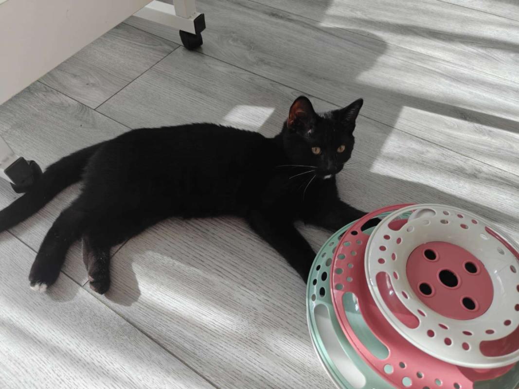 Blacky