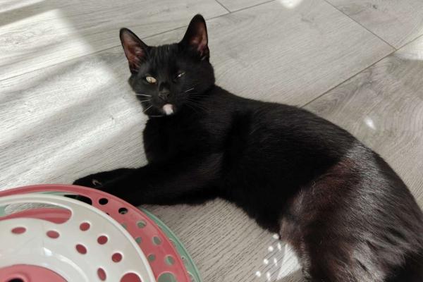 Blacky