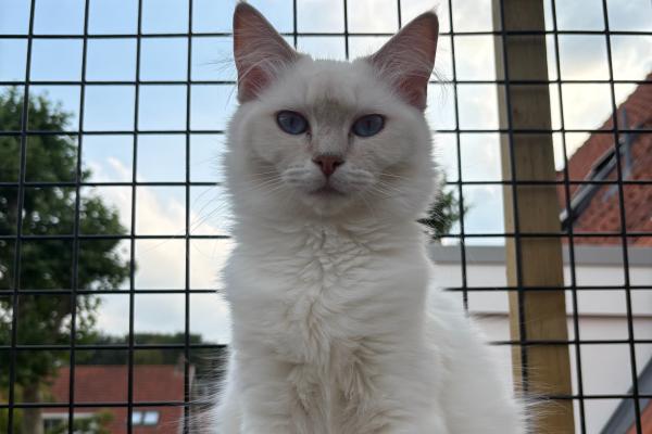 Millie