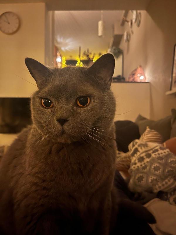 Otis