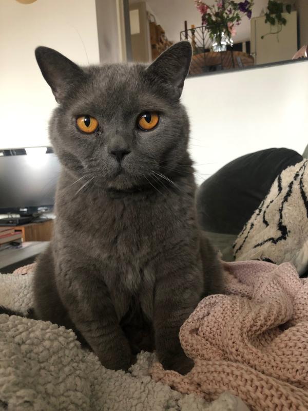 Otis
