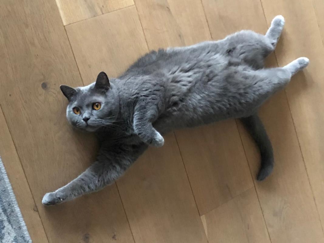 Otis