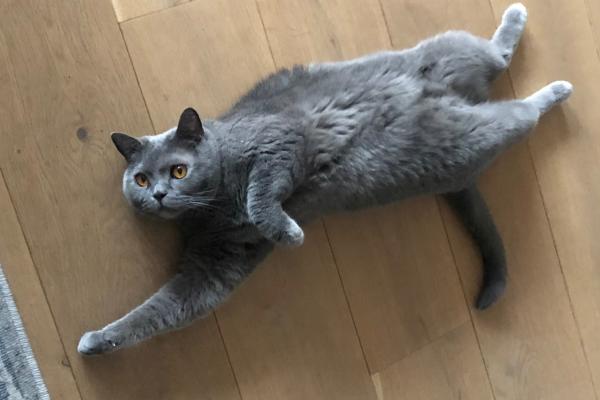 Otis