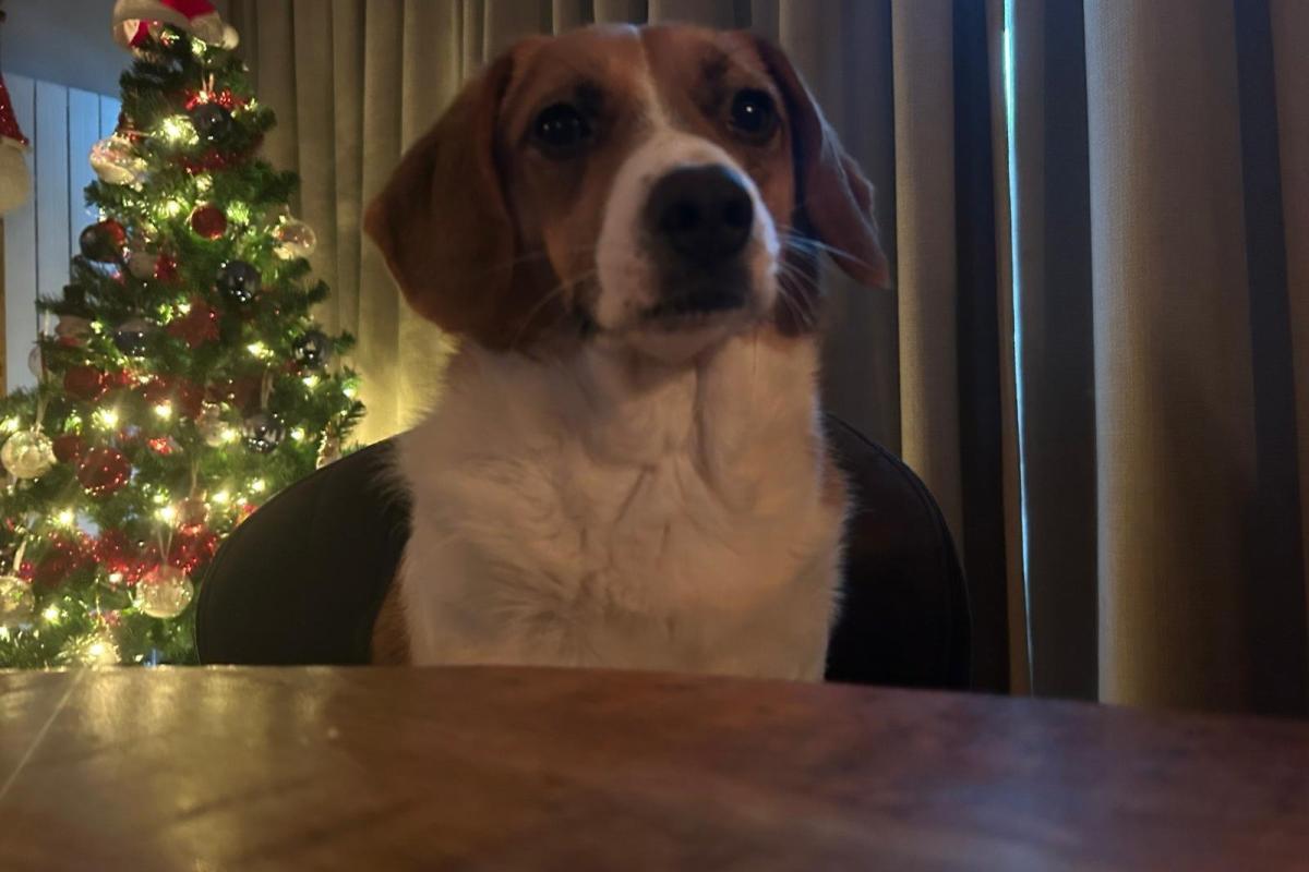 Bella