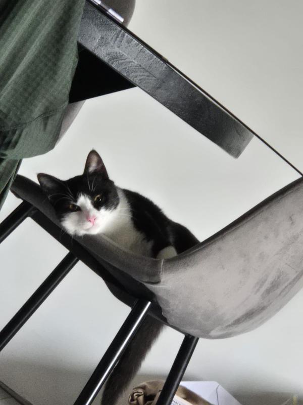 Miso