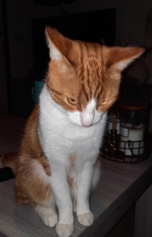 Bella