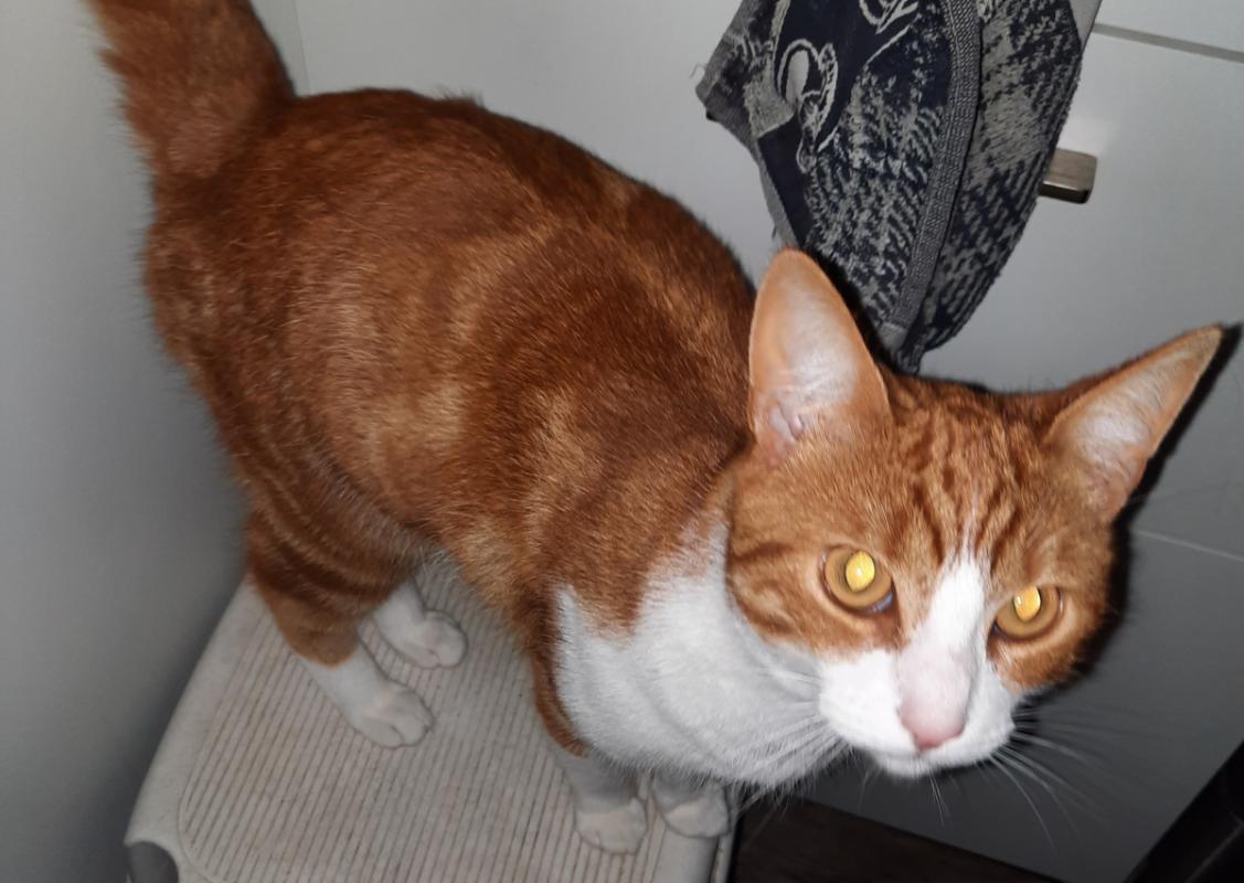 Bella