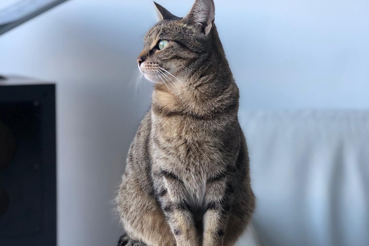 Keesje