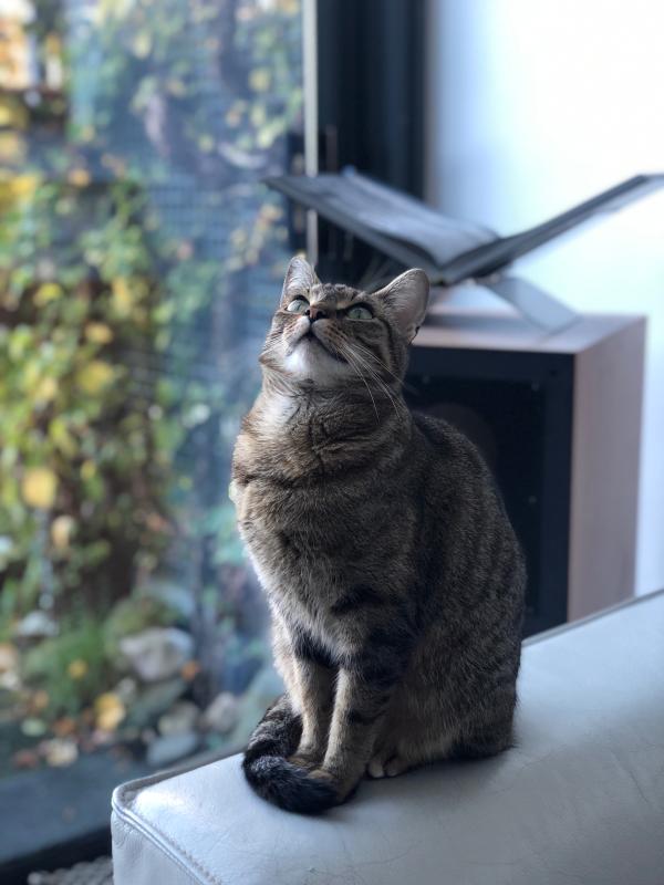 Keesje