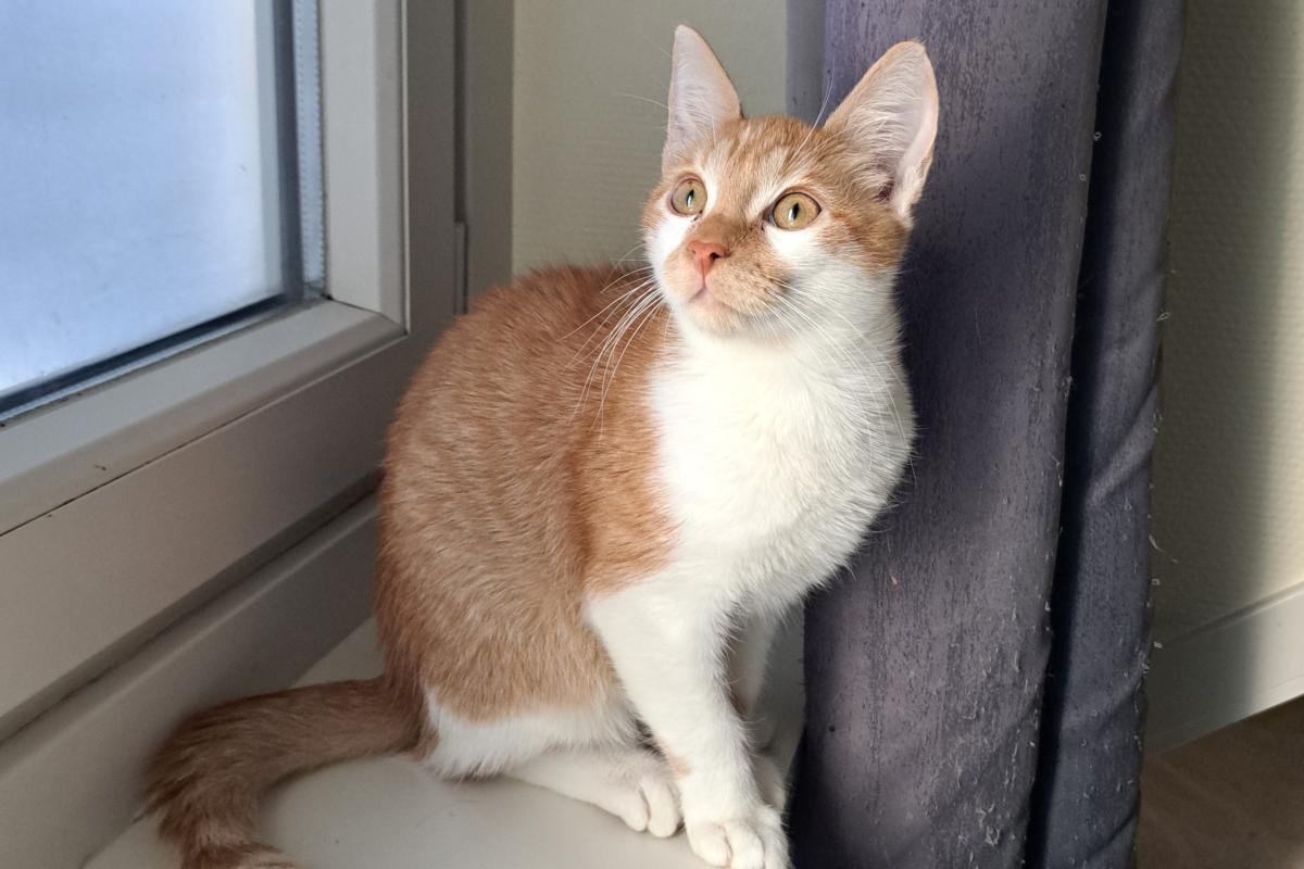 Samson