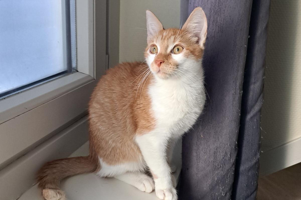 Samson