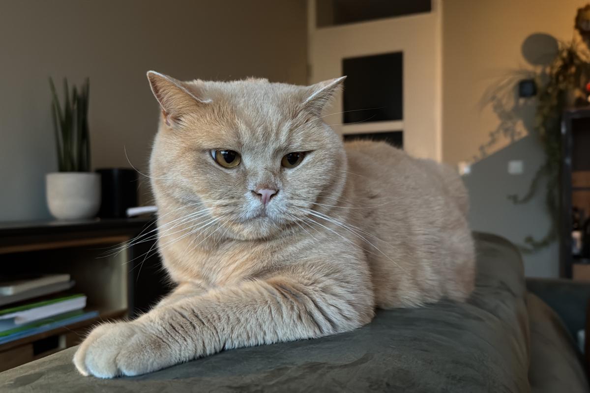 Pip
