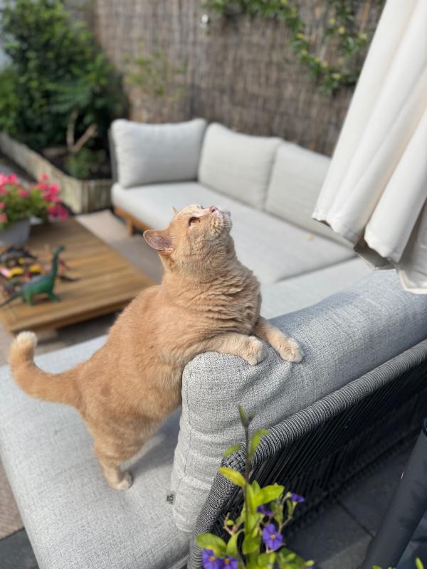Pip