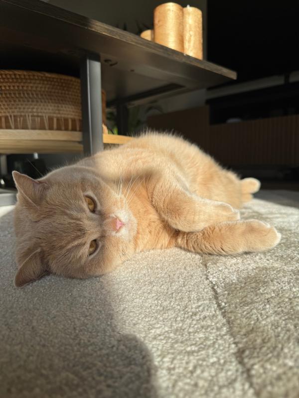 Pip