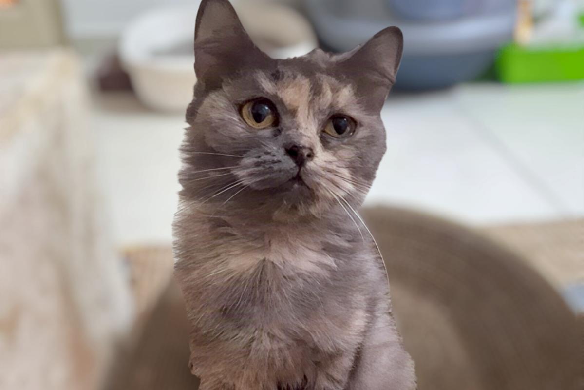 Grey Petal