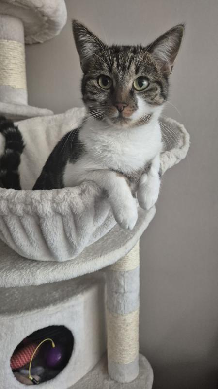 Coco