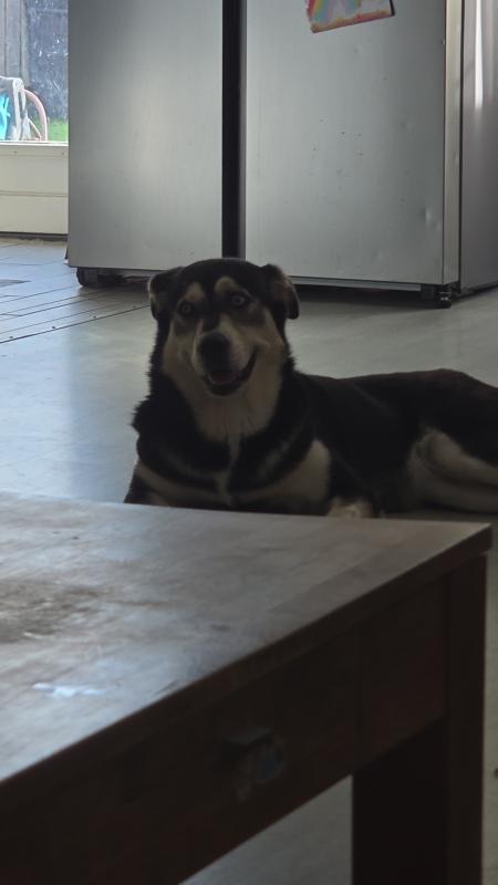 Bluey