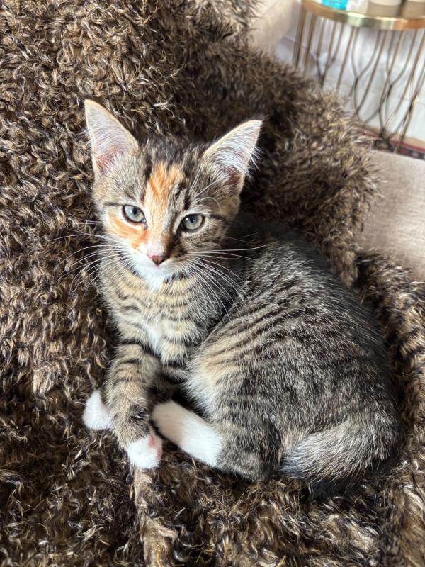 Mimi