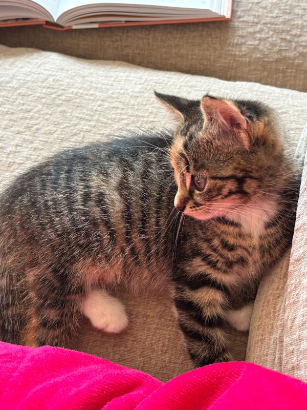 Mimi