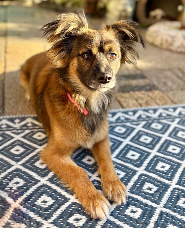 Maya