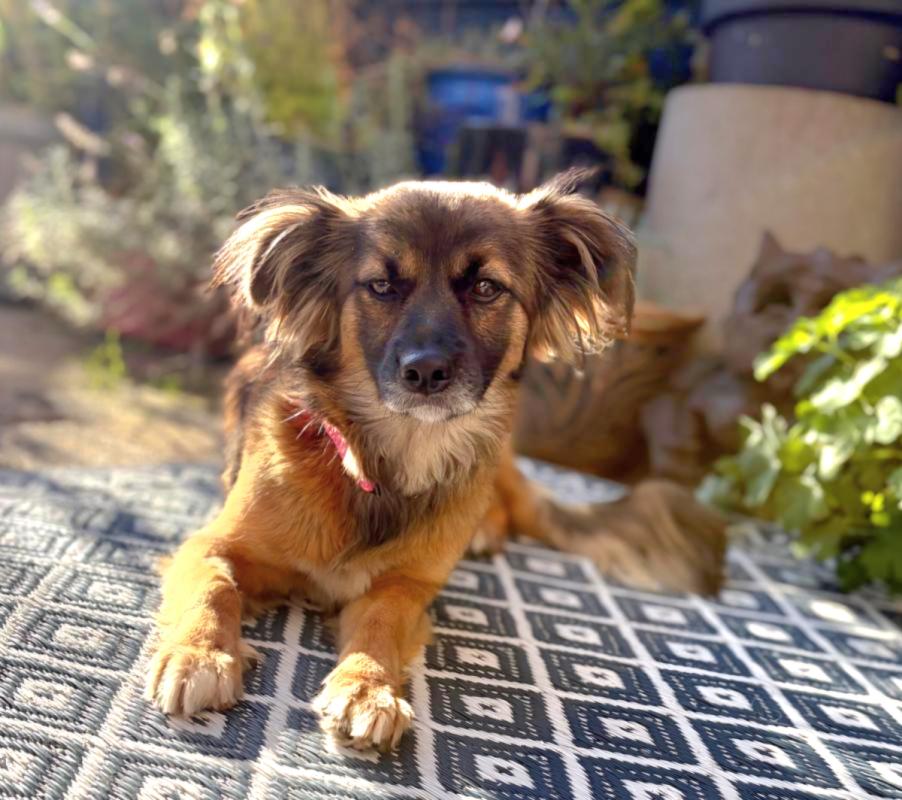 Maya