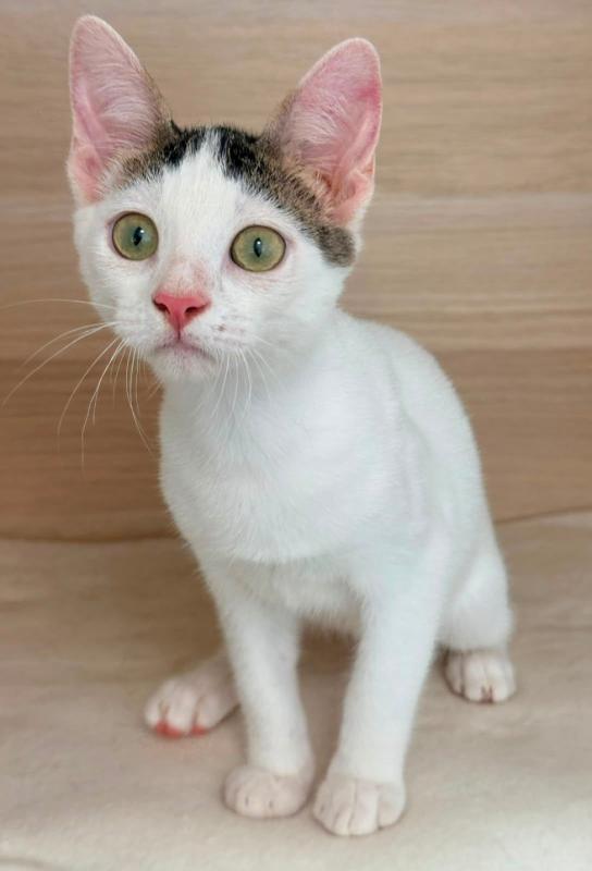Sybil
