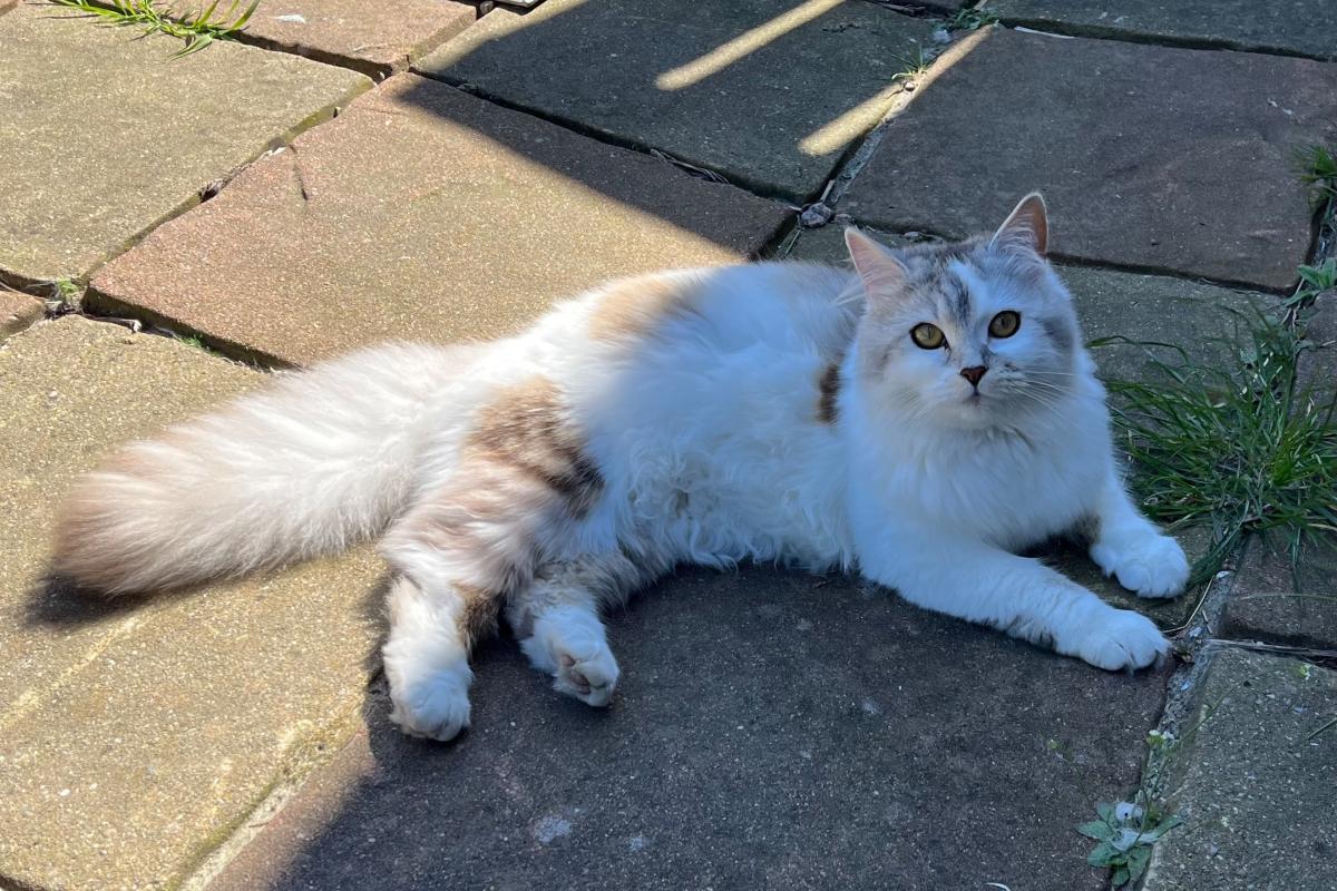 Guusje