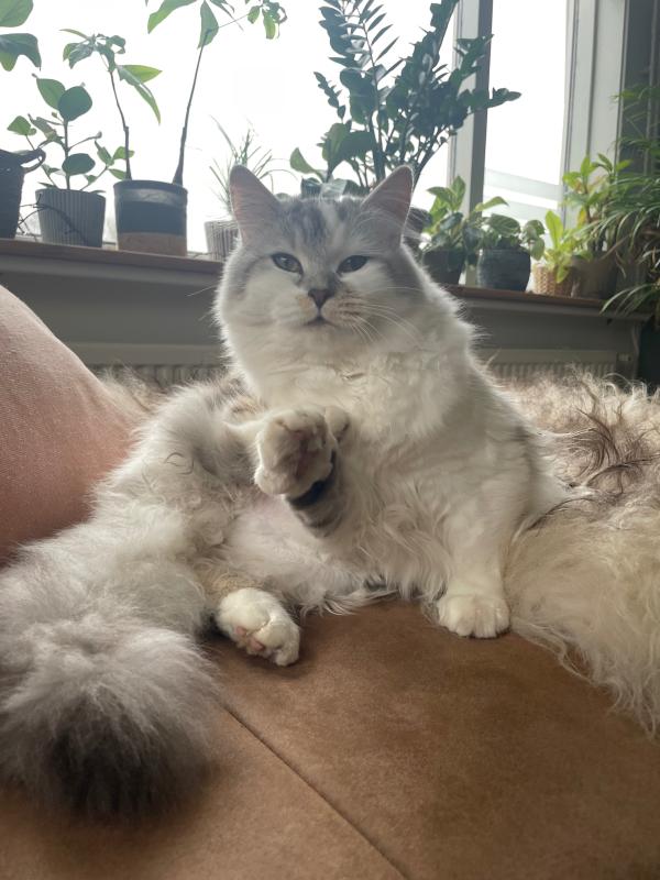 Guusje