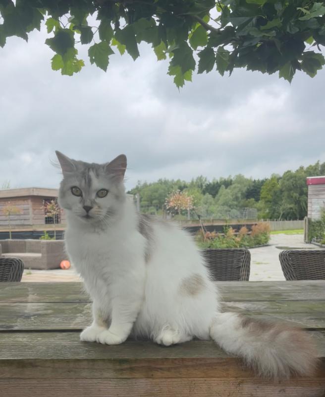 Guusje
