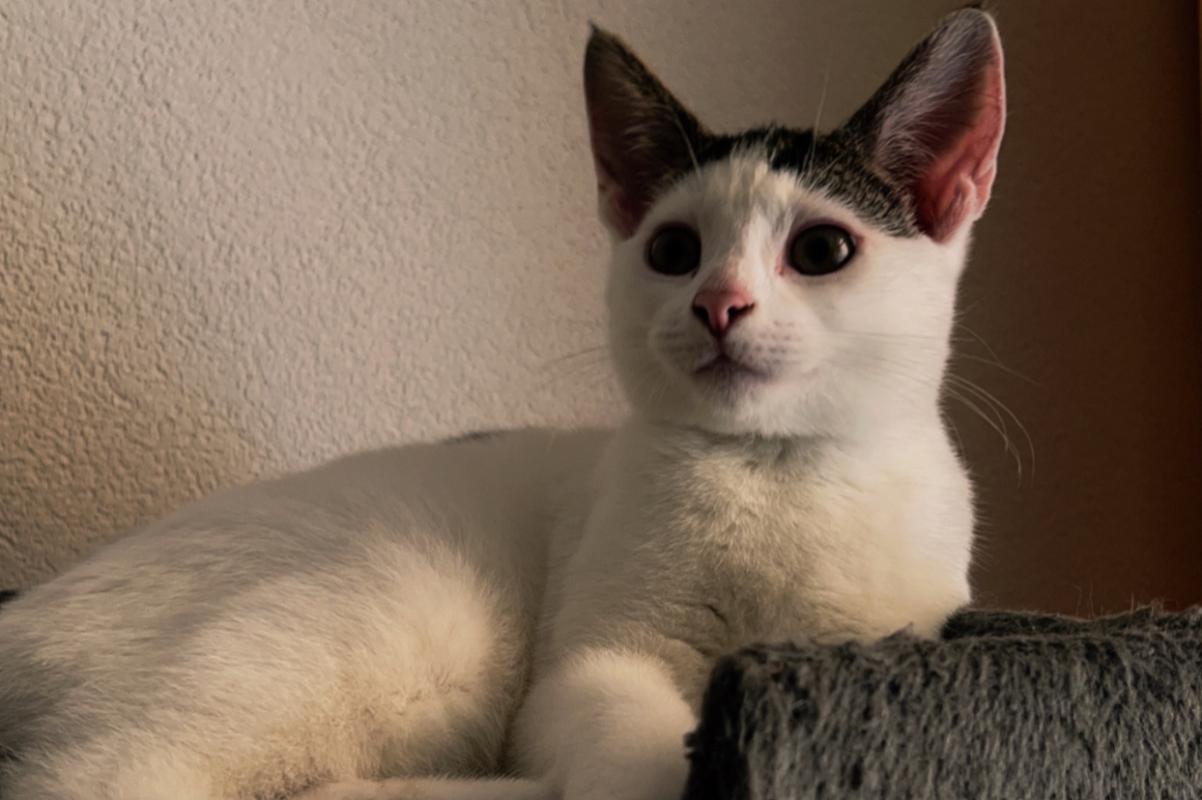 Suki